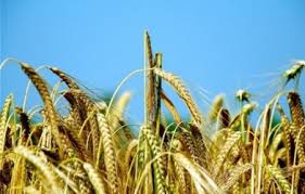 Soğuk iklime en dayanıklı tahıl çavdar